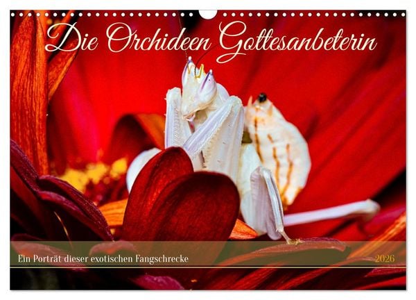 Produktbild: Die Orchideen Gottesanbeterin (Wandkalender 2026 DIN A3 quer), CALVENDO Monatskalender