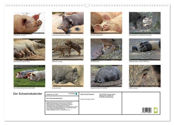 Produktbild: Der Schweinekalender (Wandkalender 2026 DIN A2 quer), CALVENDO Monatskalender