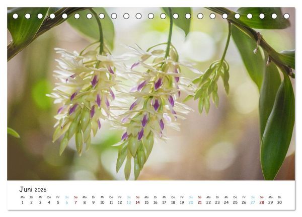 Produktbild: Im Schatten der Orchidee (Tischkalender 2026 DIN A5 quer), CALVENDO Monatskalender