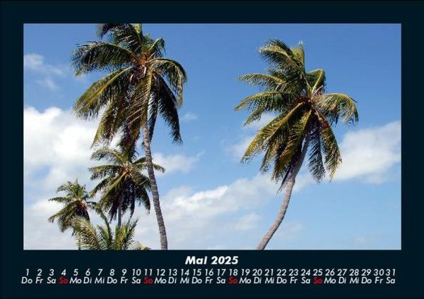Produktbild: Palmen 2025 Fotokalender DIN A5