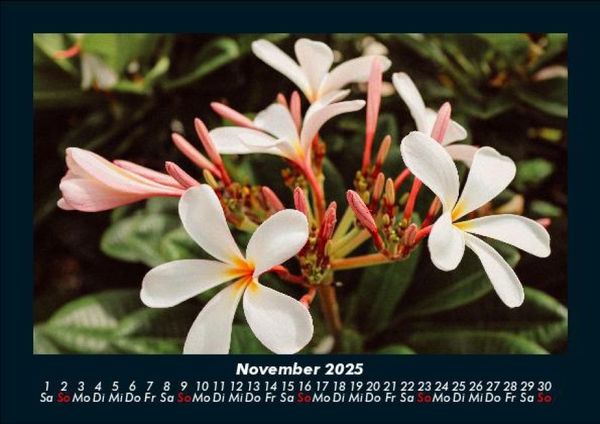 Produktbild: Blumentr&auml;ume 2025 Fotokalender DIN A5