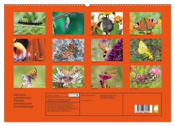 Produktbild: GEOclick Lernkalender: Portr&auml;ts einheimischer Schmetterlinge (hochwertiger Premium Wandkalender 2026 DIN A2 quer), Kunstdruck in Hochglanz