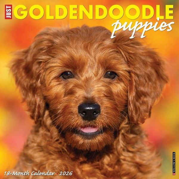 Produktbild: Goldendoodle Puppies 2026 12 X 12 Wall Calendar