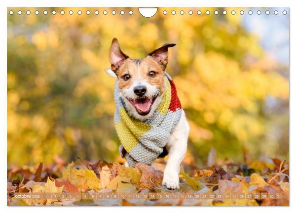 Produktbild: Jack Russell Terrier : vif et joueur (Calendrier mural 2026 DIN A4 vertical), CALVENDO calendrier mensuel