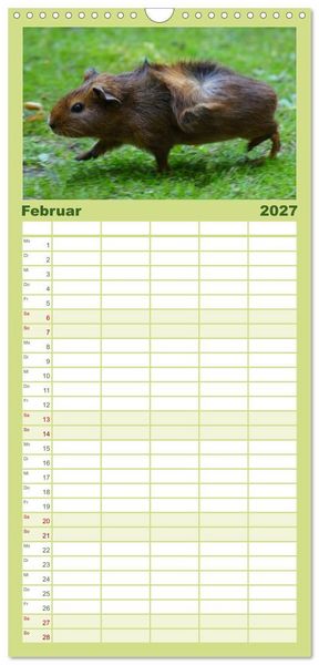 Produktbild: Familienplaner 2027 - Kuschelige Meerschweinchen mit 5 Spalten (Wandkalender, 21 x 45 cm) CALVENDO
