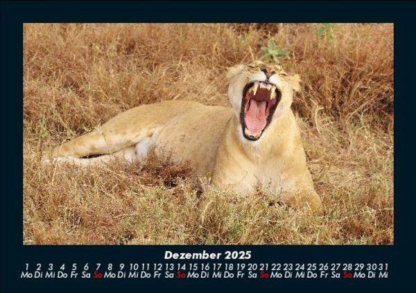 Produktbild: L&ouml;wen in der Wildnis 2025 Fotokalender DIN A5