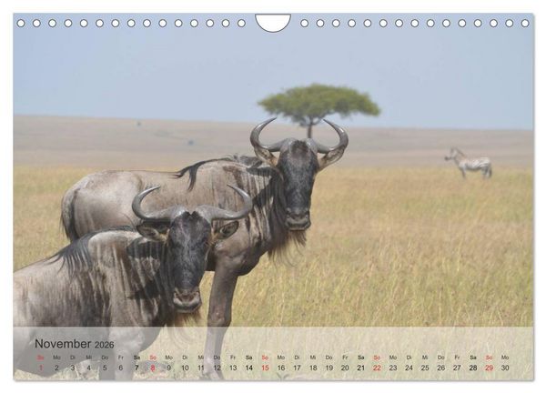 Produktbild: Afrikas sch&ouml;ne Tierwelt (Wandkalender 2026 DIN A4 quer), CALVENDO Monatskalender