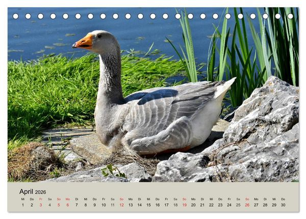 Produktbild: G&auml;nse. Von wegen dumme Gans! (Tischkalender 2026 DIN A5 quer), CALVENDO Monatskalender