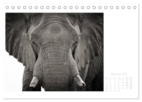 Produktbild: Elefanten in Etosha (Tischkalender 2026 DIN A5 quer), CALVENDO Monatskalender