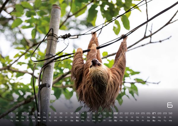 Produktbild: Faultiere &ndash; Chill mal! - 2027 - Kalender DIN A2