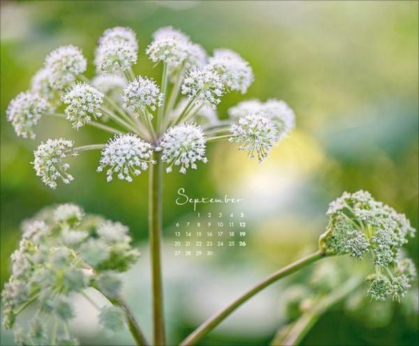 Produktbild: Floral Art 2027
