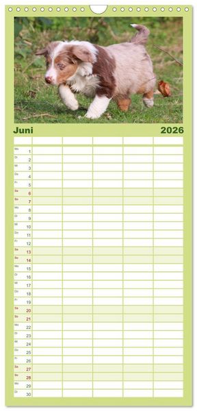 Produktbild: Familienplaner 2026 - Australian Shepherd - H&uuml;tehunde mit Familienanschluss mit 5 Spalten (Wandkalender, 21 x 45 cm) CALVENDO