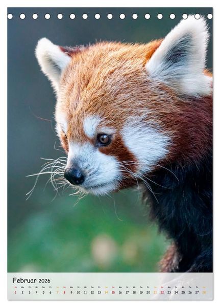 Produktbild: Roter Panda (Tischkalender 2026 DIN A5 hoch), CALVENDO Monatskalender