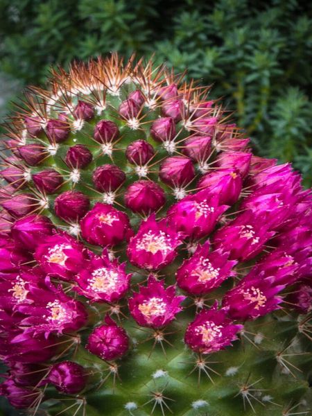 Produktbild: CALVENDO Puzzle Mammillaria backebergiana | 1000 Teile Lege-Gr&ouml;&szlig;e 64x48cm Foto-Puzzle f&uuml;r gl&uuml;ckliche Stunden