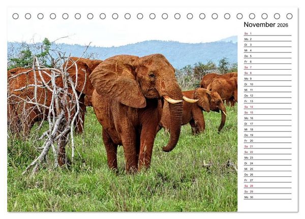 Produktbild: Elefanten . Wildlife in Kenia (Tischkalender 2026 DIN A5 quer), CALVENDO Monatskalender