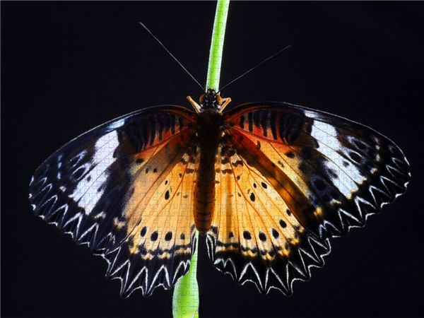 Produktbild: CALVENDO Puzzle Bortenfalter (Cethosia biblis) | 1000 Teile Lege-Gr&ouml;&szlig;e 64x48cm Foto-Puzzle f&uuml;r gl&uuml;ckliche Stunden