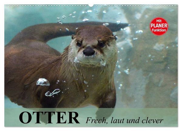 Otter. Frech, laut und clever (Wandkalender 2026 DIN A2 quer), CALVENDO Monatskalender