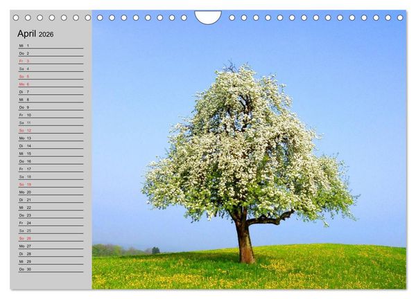 Produktbild: Magische B&auml;ume (Wandkalender 2026 DIN A4 quer), CALVENDO Monatskalender