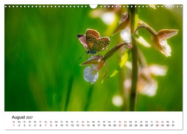 Produktbild: Oberbayerischer Insekten Kalender (Wandkalender 2027 DIN A3 quer), CALVENDO Monatskalender