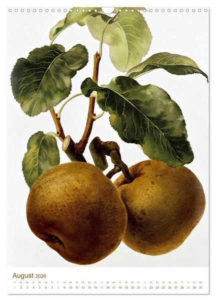 Produktbild: Obstb&auml;ume: Botanische Zeichnungen und historische Stiche (Wandkalender 2026 DIN A3 hoch), CALVENDO Monatskalender
