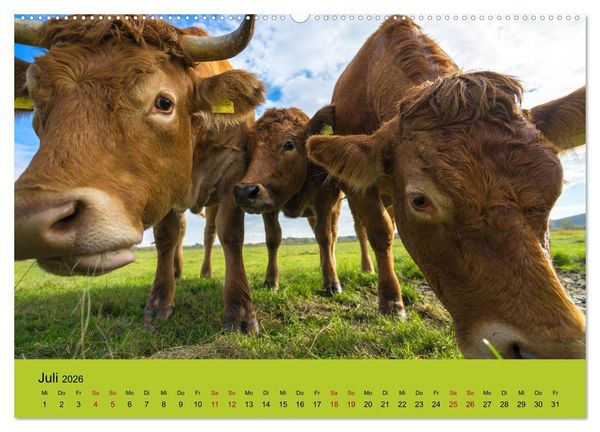 Produktbild: Kuhckst du? (Wandkalender 2026 DIN A2 quer), CALVENDO Monatskalender