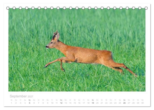 Produktbild: Rehwild 2027 (Tischkalender 2027 DIN A5 quer), CALVENDO Monatskalender