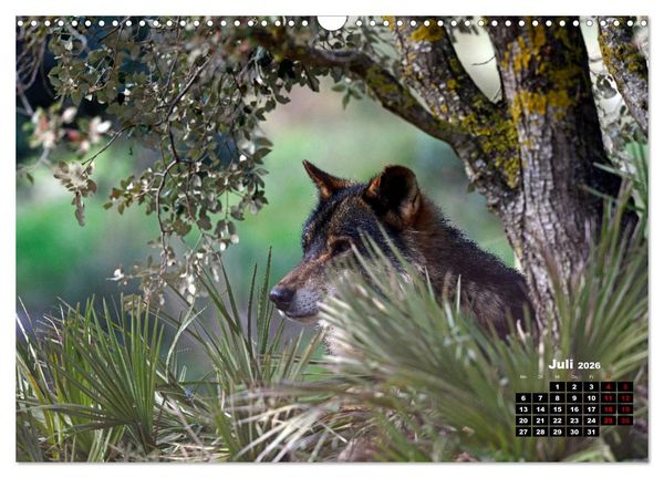 Produktbild: Willkommen Wolf (Wandkalender 2026 DIN A3 quer), CALVENDO Monatskalender