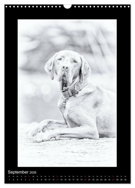 Produktbild: Vizsla-Liebe (Wandkalender 2026 DIN A3 hoch), CALVENDO Monatskalender