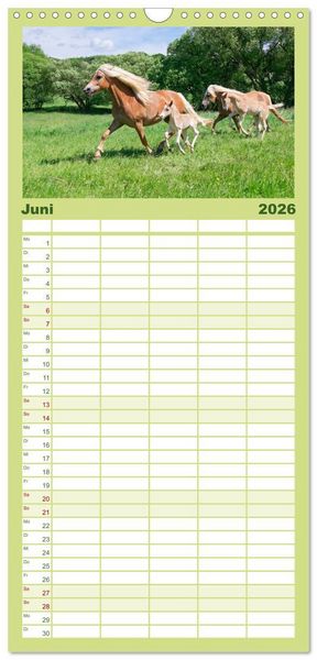 Produktbild: Familienplaner 2026 - Haflinger Fohlen mit 5 Spalten (Wandkalender, 21 x 45 cm) CALVENDO