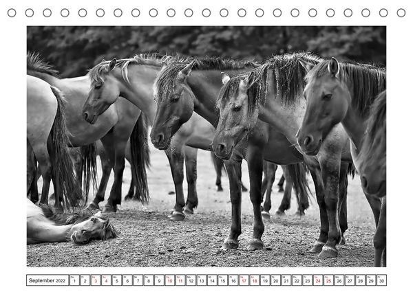 Produktbild: D&uuml;lmener Wildpferde im M&uuml;nsterland in schwarz und wei&szlig; (Tischkalender 2022 DIN A5 quer)