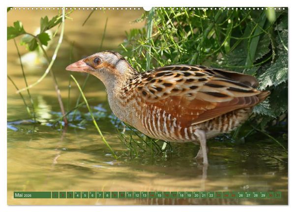 Produktbild: Der Wachtelk&ouml;nig (hochwertiger Premium Wandkalender 2026 DIN A2 quer), Kunstdruck in Hochglanz