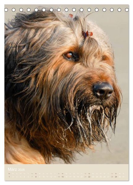 Produktbild: Briard-Gesichter (Tischkalender 2026 DIN A5 hoch), CALVENDO Monatskalender