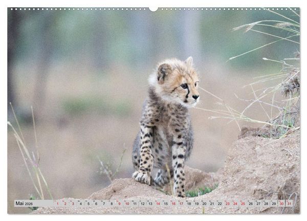 Produktbild: Geparden - schnelle J&auml;ger (hochwertiger Premium Wandkalender 2026 DIN A2 quer), Kunstdruck in Hochglanz
