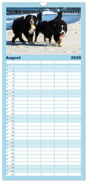 Produktbild: Familienplaner 2026 - Berner Sennenhunde am Strand mit 5 Spalten (Wandkalender, 21 x 45 cm) CALVENDO