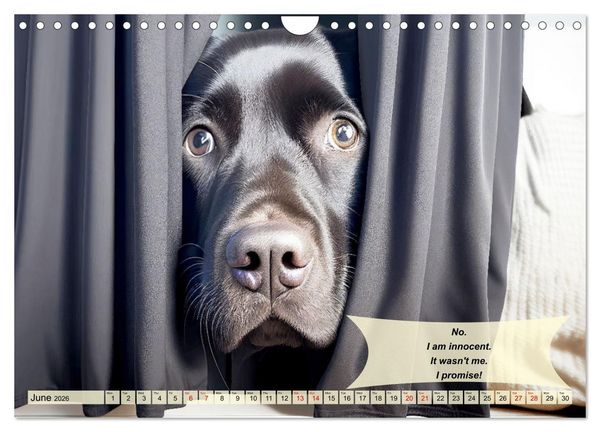 Produktbild: Great fun for Labrador lovers (Wall Calendar 2026 DIN A4 landscape), CALVENDO 12 Month Wall Calendar