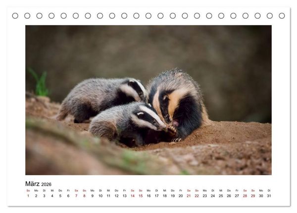Produktbild: Deutschlands Wildtiere (Tischkalender 2026 DIN A5 quer), CALVENDO Monatskalender
