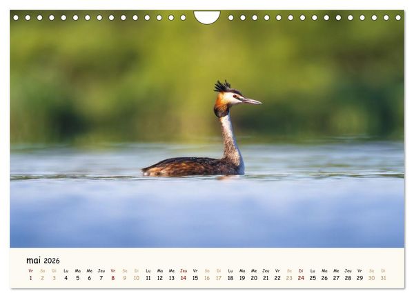 Produktbild: Esprit animal - Regards minimalistes (Calendrier mural 2026 DIN A4 vertical), CALVENDO calendrier mensuel