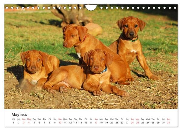 Produktbild: Rhodesian Ridgeback Puppies (Wall Calendar 2026 DIN A4 landscape), CALVENDO 12 Month Wall Calendar