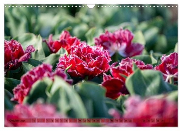 Produktbild: Tulpen - Hollands Stolz (Wandkalender 2027 DIN A3 quer), CALVENDO Monatskalender