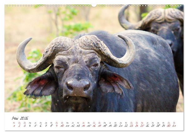 Produktbild: Namibia - Magie der Weite (hochwertiger Premium Wandkalender 2026 DIN A2 quer), Kunstdruck in Hochglanz