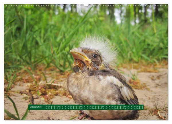 Produktbild: Unterwegs im Deister (hochwertiger Premium Wandkalender 2026 DIN A2 quer), Kunstdruck in Hochglanz
