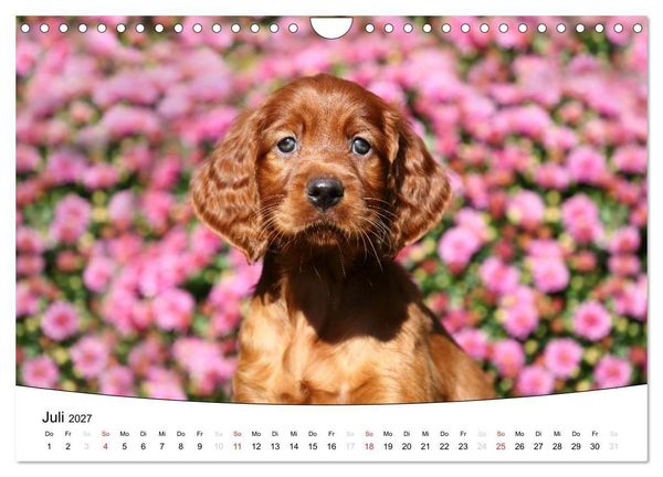 Produktbild: Welpen - Puppies (Wandkalender 2027 DIN A4 quer), CALVENDO Monatskalender