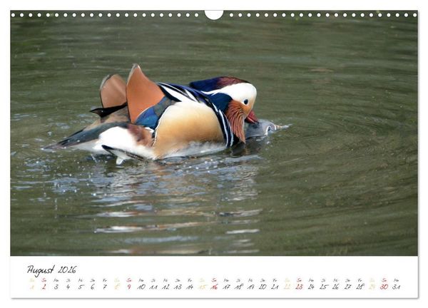 Produktbild: Mandarinenenten, die Liebe zur Natur (Wandkalender 2026 DIN A3 quer), CALVENDO Monatskalender