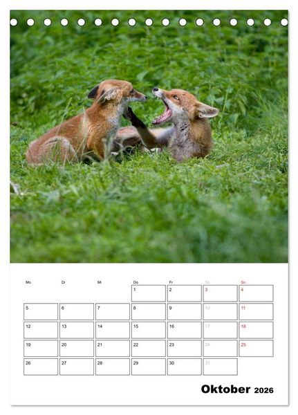 Produktbild: Rotfuchs - Impressionen (Tischkalender 2026 DIN A5 hoch), CALVENDO Monatskalender