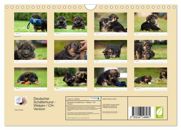 Produktbild: Deutscher Sch&auml;ferhund - Welpen / CH-Version (Wandkalender 2026 DIN A4 quer), CALVENDO Monatskalender
