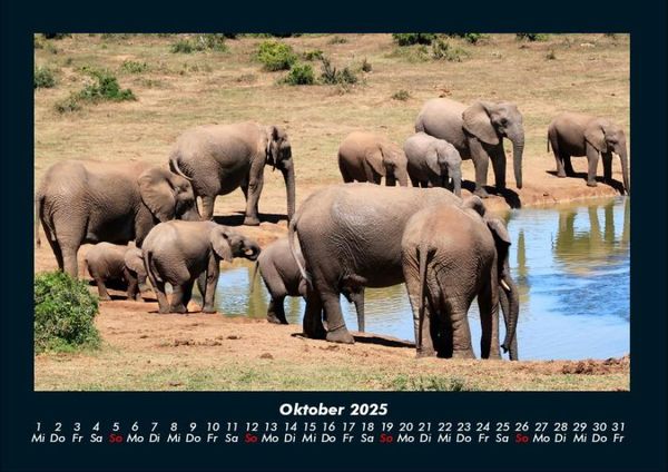 Produktbild: Elefanten - Die sanften Riesen Afrikas 2025 Fotokalender DIN A4