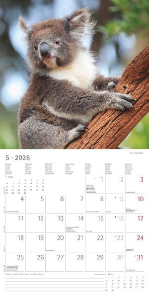 Produktbild: Koalas 2026 - Broschürenkalender 30x30 cm (30x60 geöffnet) - Kalender mit Platz für Notizen - koala bears - Bildkalender - Wandplaner - Bärenkalender