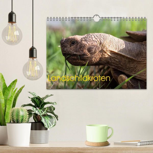 Produktbild: Landschildkr&ouml;ten (Wandkalender 2026 DIN A4 quer), CALVENDO Monatskalender