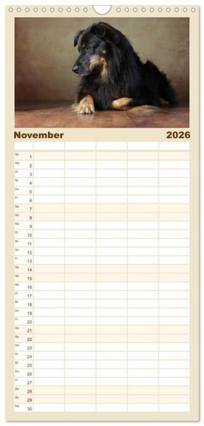 Produktbild: Familienplaner 2026 - Charmante Australian Shepherds mit 5 Spalten (Wandkalender, 21 x 45 cm) CALVENDO