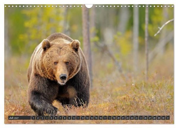 Produktbild: Magie des Augenblicks - B&auml;ren in nordischen W&auml;ldern (Wandkalender 2027 DIN A3 quer), CALVENDO Monatskalender